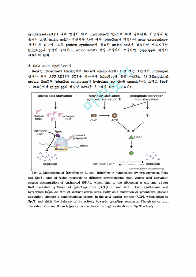 The Stringent Response of Helicobacter pylori   (5 )